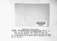 Phyllosticta lonicerae image